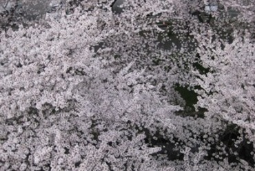 お部屋でお花見宴会、ランチ
