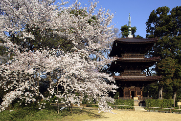 桜メニューのイタリアンと庭園の桜を満喫