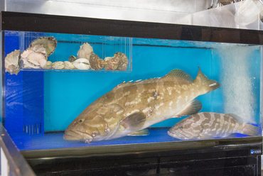 「幻の魚」を堪能できる『クエ鍋』