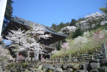 出流山満願寺の桜を見ながら