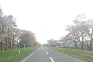北海道、日高の静内二十間道路のお花見の後にはホエー豚をどうぞ