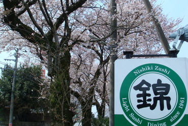 花見にピッタリ!