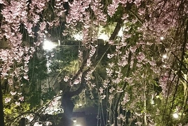 宮内庁御用達の樹木医が手掛ける、エントランスのしだれ桜