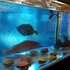 海鮮和食天草MIAKI