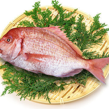 ◆彩雲コース◆卯月おすすめコース