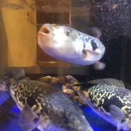 10月より泳ぎとらふぐてっちり祭り