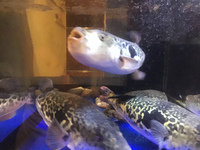 10月より泳ぎとらふぐてっちり祭り