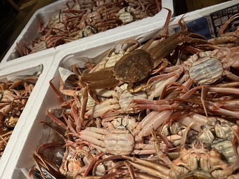 香箱＆紅ズワイ蟹パスタ、白海老味噌ピッツァ、牛ハラミステーキ、デザートつきのフルコース