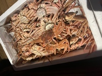 季節限定の香箱とズワイ蟹パスタ、白海老ピッツァに定番牛ハラミステーキと魚介アクアパッツァも