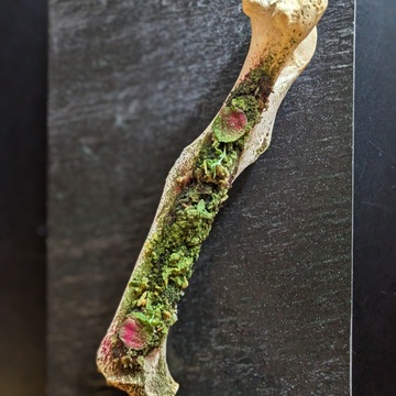 ディナー『menu Chic』